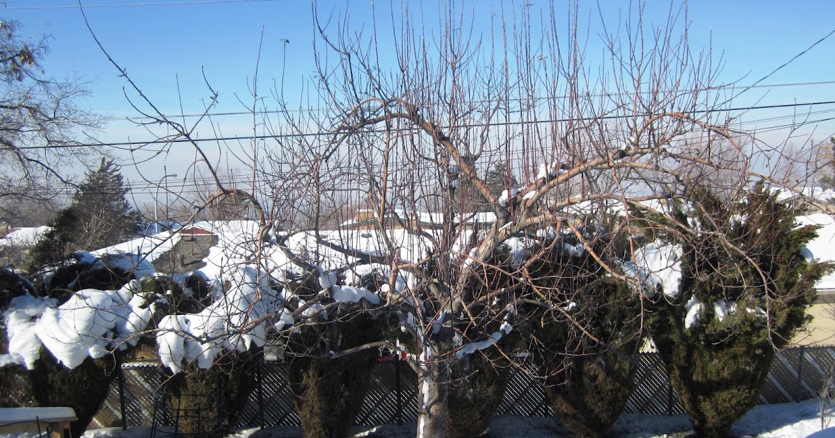 Fruit Tree Pruning at Its Best Water Sprouts