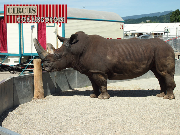 Le rhinocéros tsavo prêt pour son tour de piste 