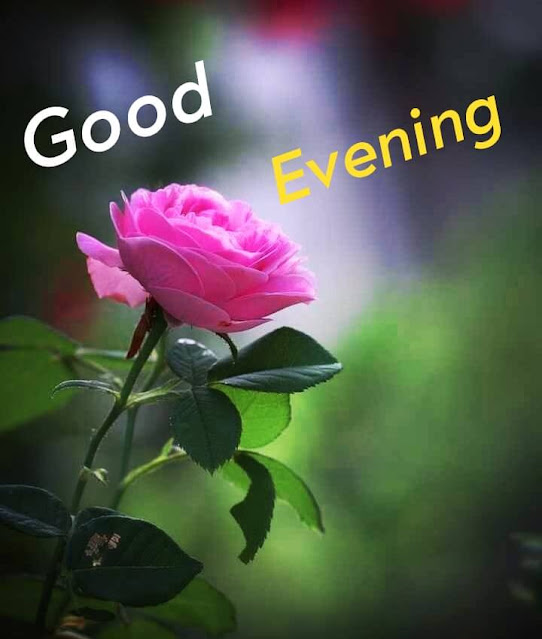 Best Good Evening Images Download For Whatsapp HD