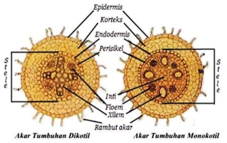 Struktur Akar Monokotil Dan Dikotil Lengkap Dengan Perbedaannya Niatku Com Struktur Akar Monokotil Dan Dikotil Lengkap Dengan Perbedaannya Niatku Com