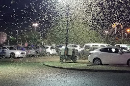 اسراب من الحشرات تغزو مدينة لاس فيغاس