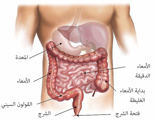 شارب خيالي موسيقي الم القولون تحت القفص الصدري Comertinsaat Com