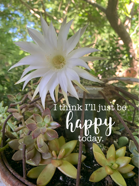 cactus bloom and succulents in vintage chicken feeder