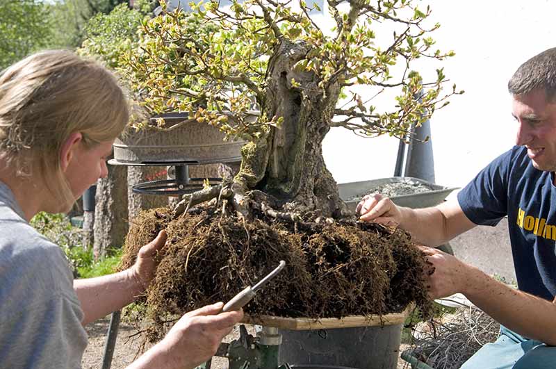 Walter Pall Bonsai Adventures hollow field maple 4 repotted