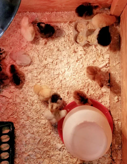 chickens on pine shavings with feeder and waterer
