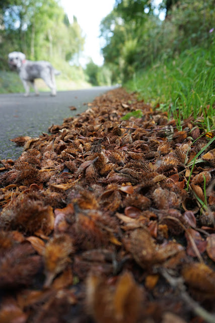 Sliabh Beagh Way, beech nuts line the roadside  - A Stubborn Optimist - an ecotherapy blog - Carrie Gault 2019