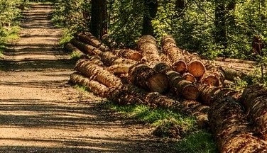 Tujuan Pembagian Batang Kayu Adapun tujuan pembagian batang kayu dilakukan adalah mengurangi berat kayu, membuang bagian yang tidak bermanfaat, dan pemasaran kayu.