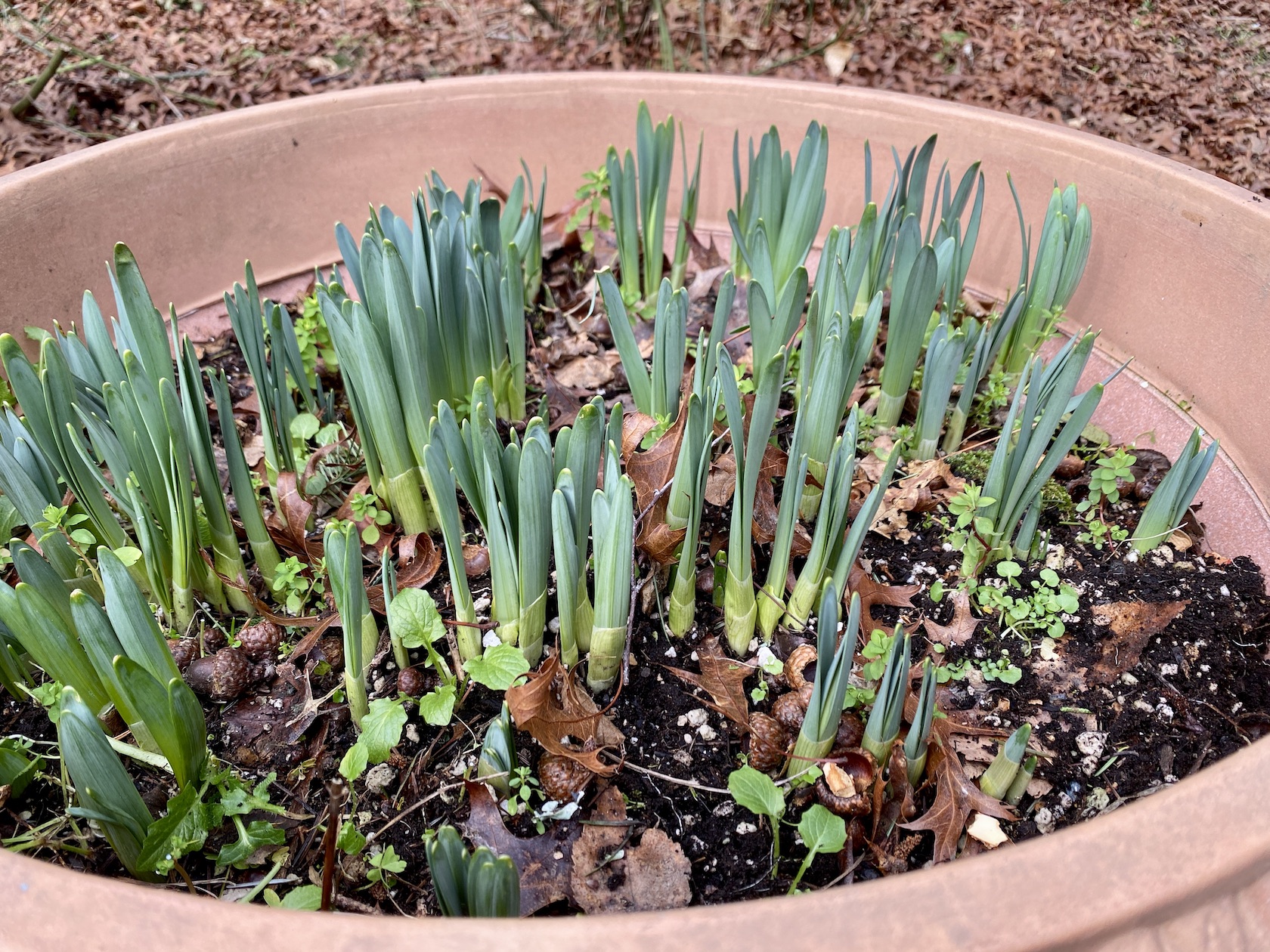 Teresa Kasner Snowdrops and Chickens 🐔