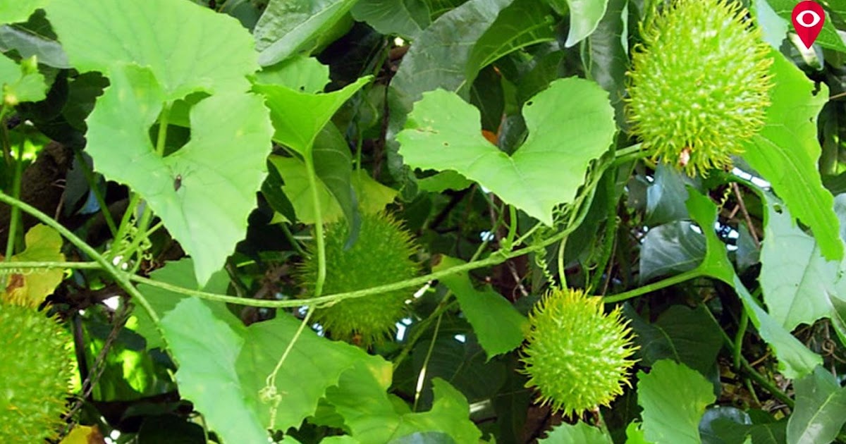 सांप, बिच्छू के जहर को कुछ ही देर में उतार देगा ये पौधा, जल्दी जानें ~ HappyNews