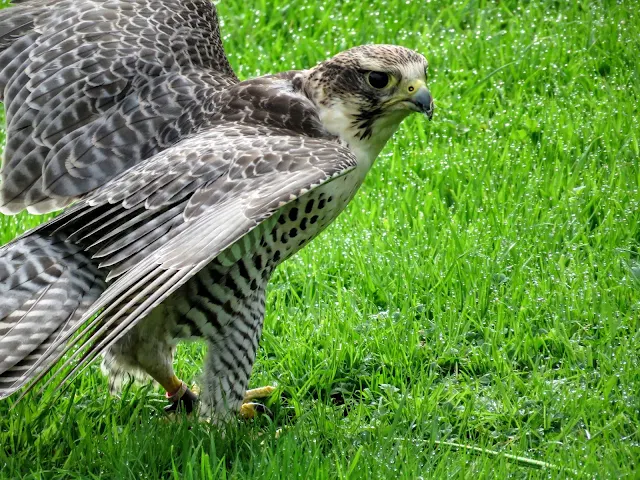 Hawk with wings spread at Mount Falcon Estate in County Mayo, Ireland