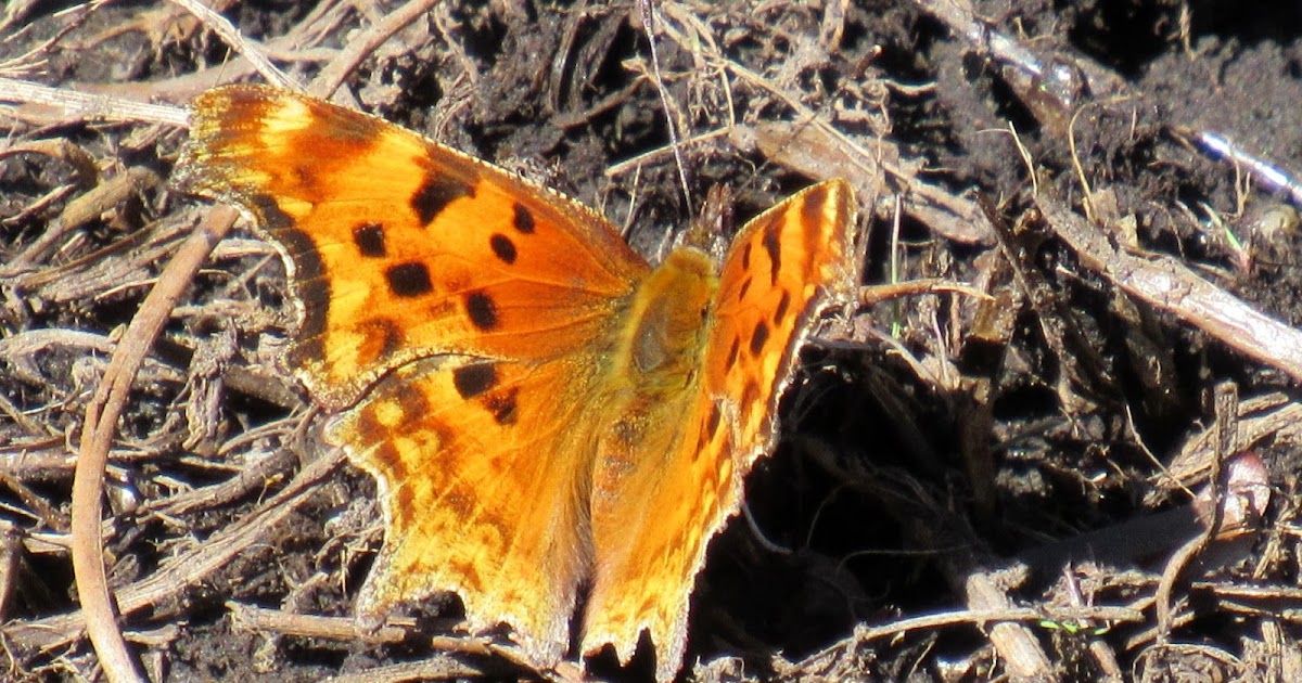 Hoary Commas Woodland Butterflies at Yosemite and Tahoe