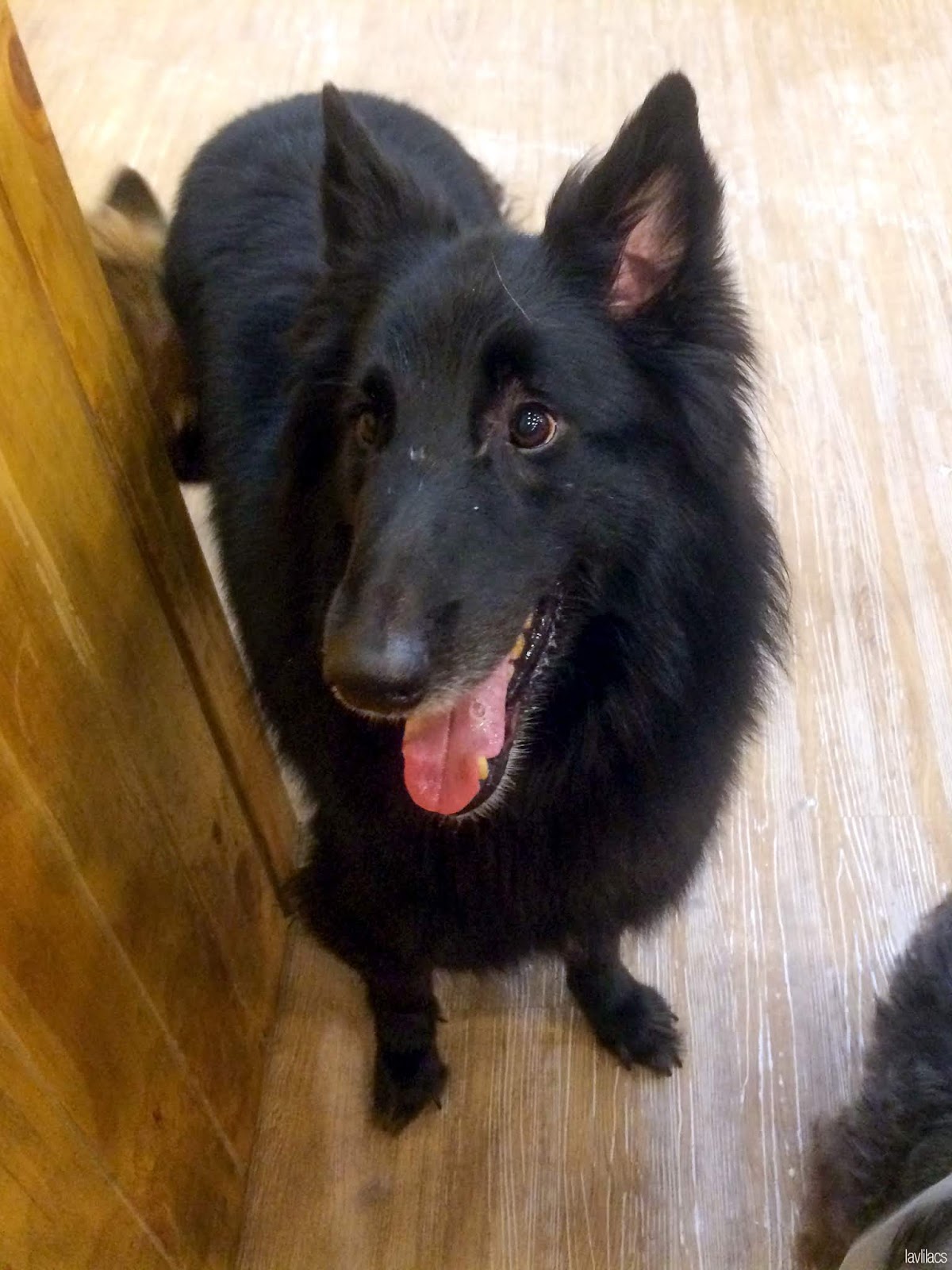 Seoul, Korea - Summer Study Abroad 2014 - Bauhaus Dog Cafe happy dog
