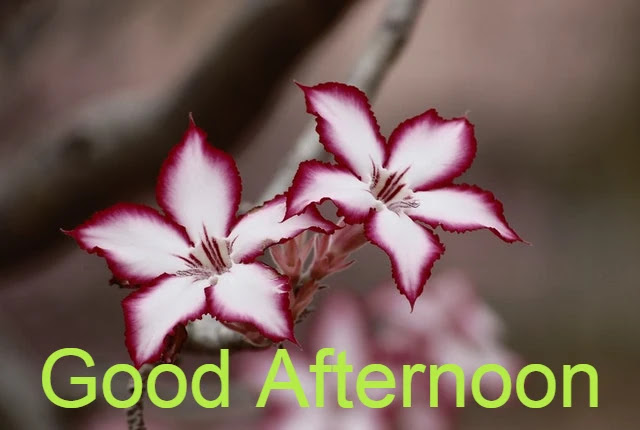 Good Afternoon Image HD Good Afternoon Image HD