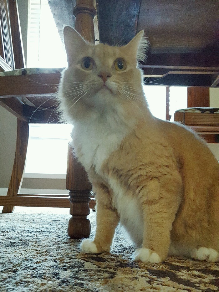 Cat Keeps Going In The Other Room And Meowing Cat Keeps Going In The Other Room And Meowing