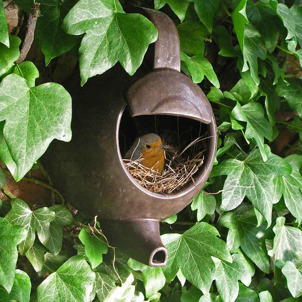 Bird In Everything Robin Birds Nest