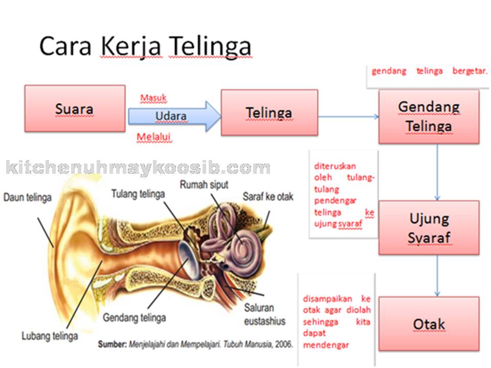 Pembelajaran Kelas Iv Pendengaran Manusia