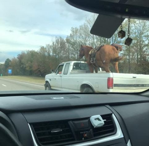 horse%2Btruck.JPG