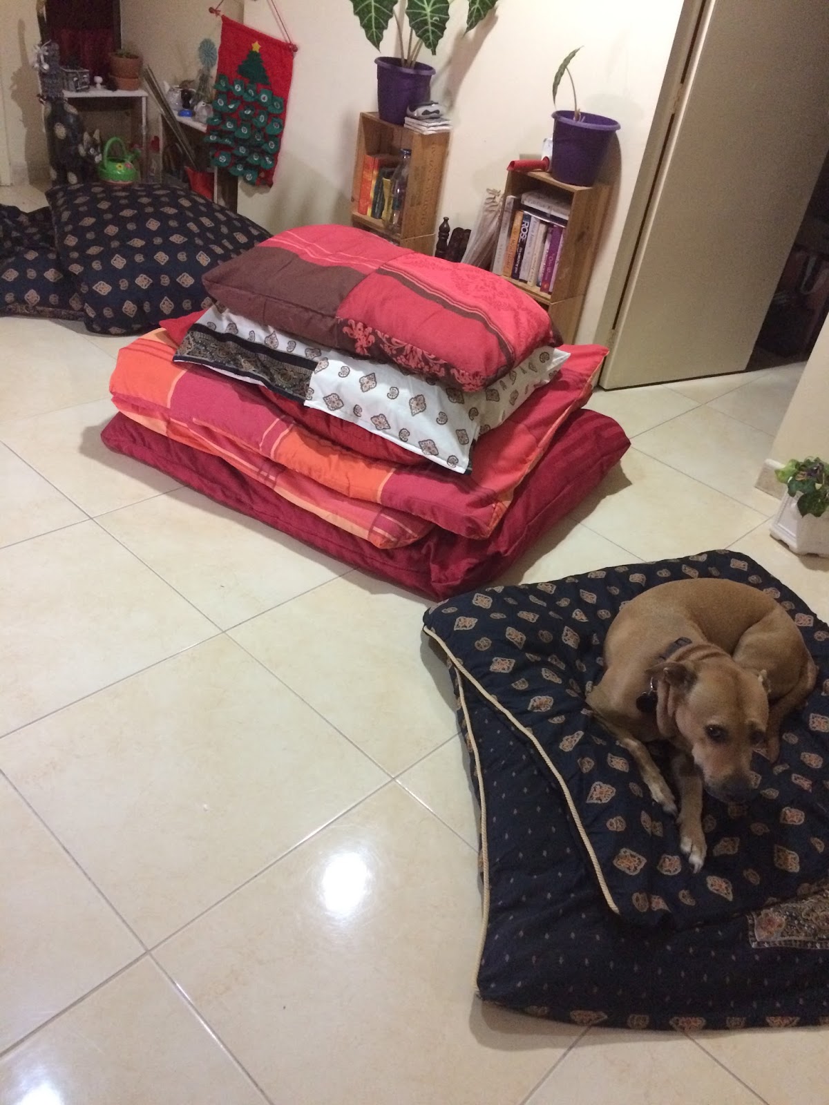 Expat Life with Chickenruby Dogs for adoption in Dubai with Animal Tales