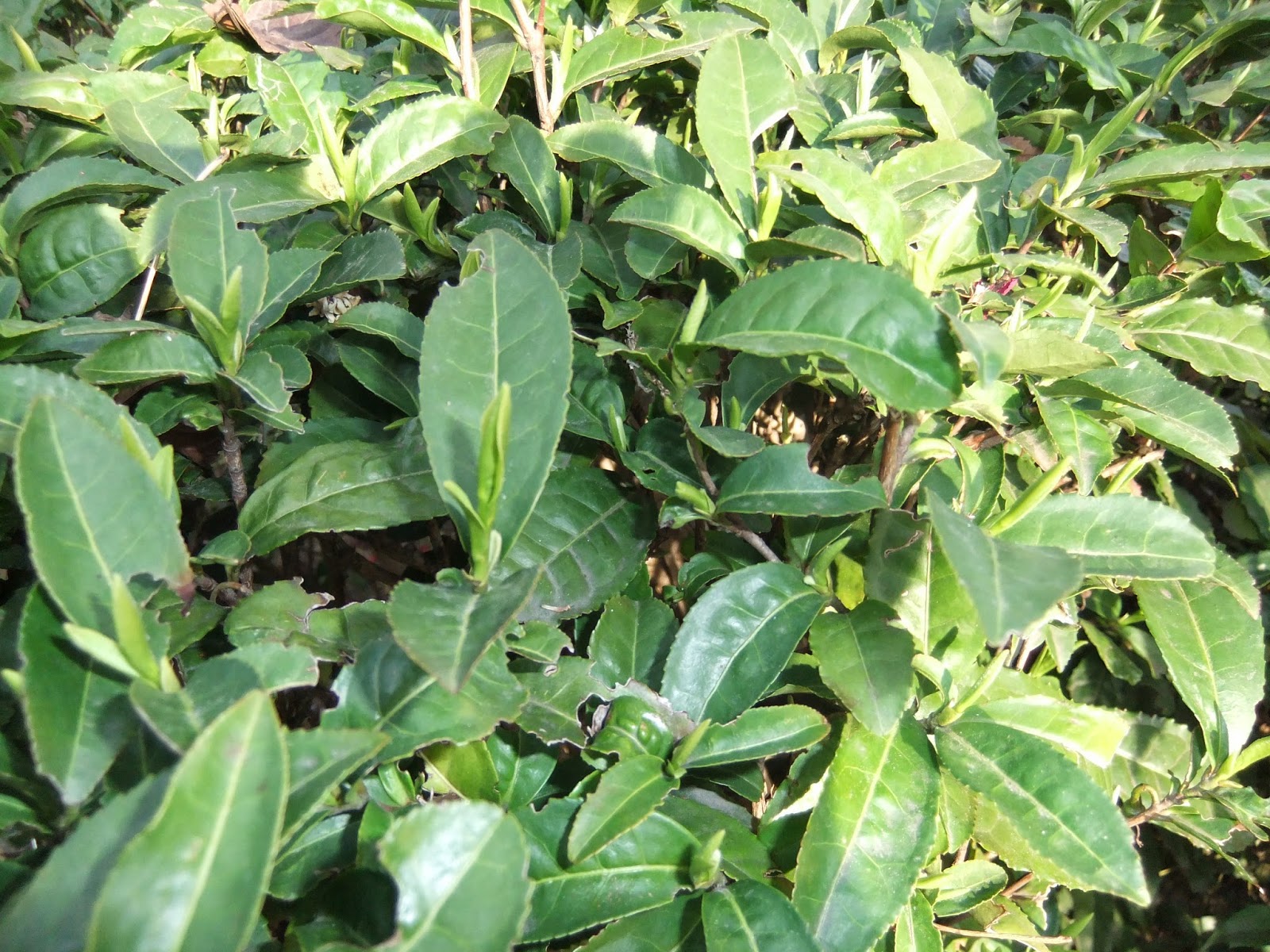 camellia-sinensis-herbaty-krzew
