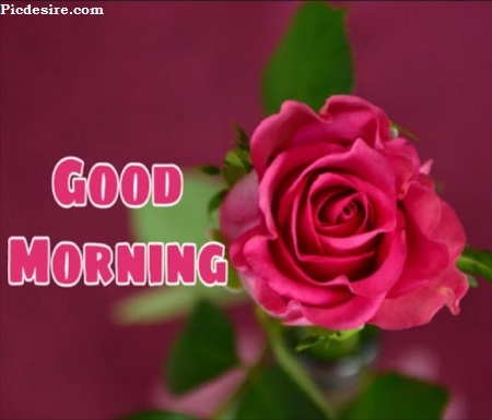 Cute Good Morning Images for Whatsapp | Best 21 Cute Good morning Photo Cute Good Morning Images for Whatsapp | Best 21 Cute Good morning Photo