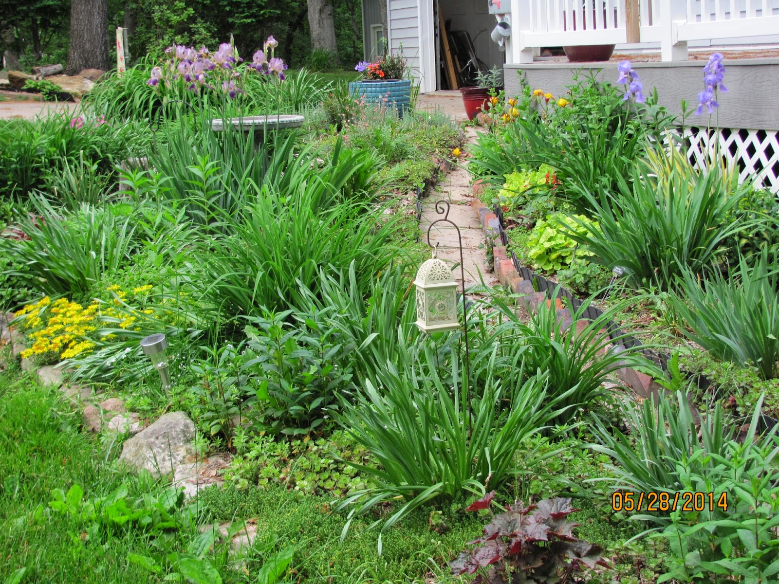 Does Everything Grow Better in My Neighbor's Yard?: June Is Bustin' Out ...