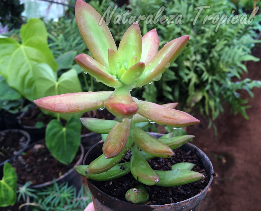 Inicio de la coloración cobre por exposición solar directa. Sedum Dorado o Sedum Cobre, Sedum adolphii