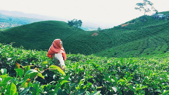 kebun teh kemuning tawangmangu