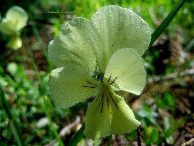 Viola del pensiero gialla