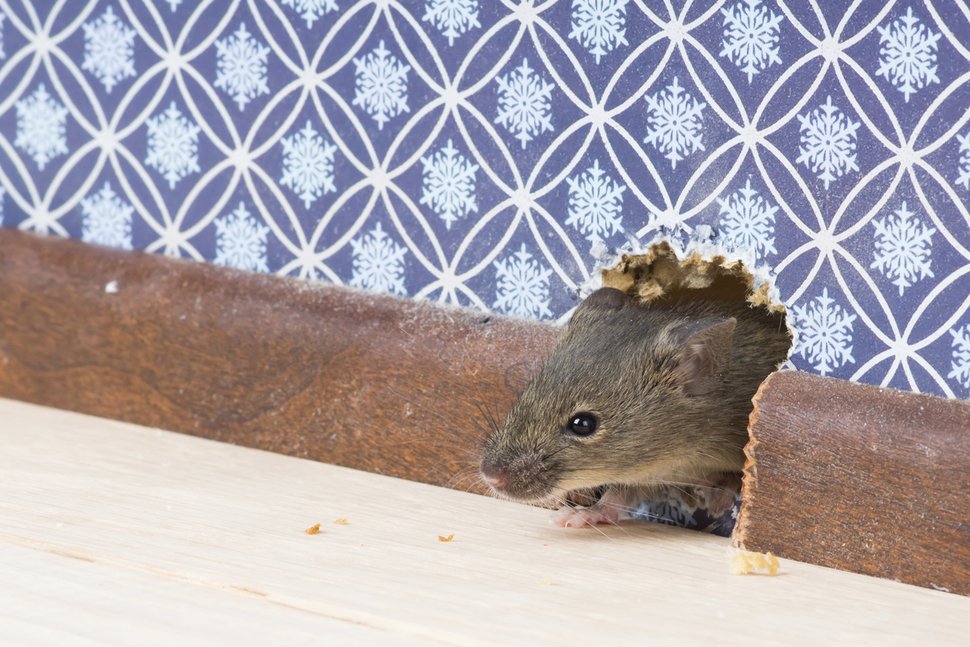How can I get rid of mice? Best and Professional mouse control and pest