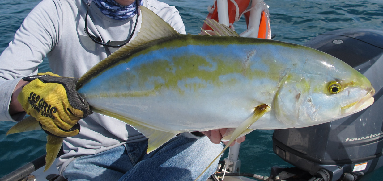 Fish Identification Jack Species