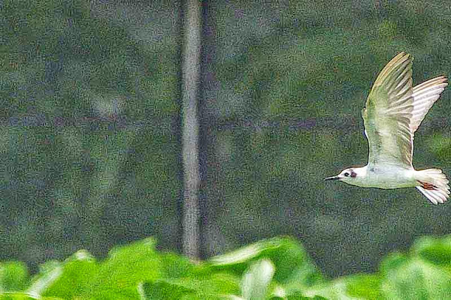 black and white, tern