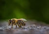 How to get rid of bees at home