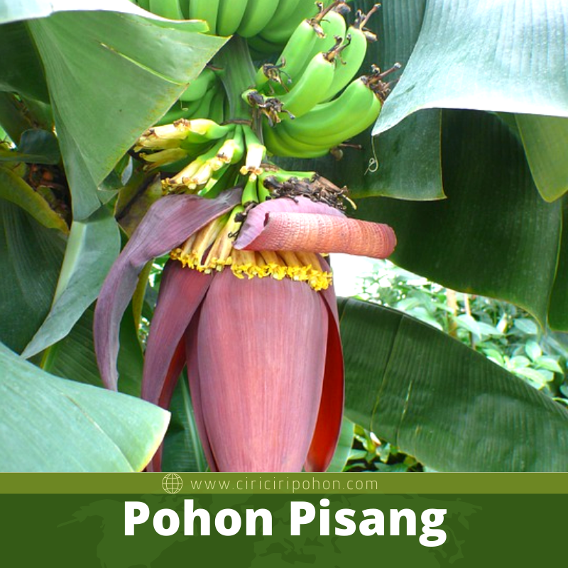 Pohon Pisang