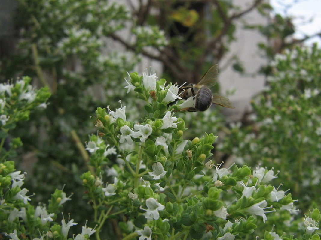 Oregano herb of the Gods Baring the Aegis