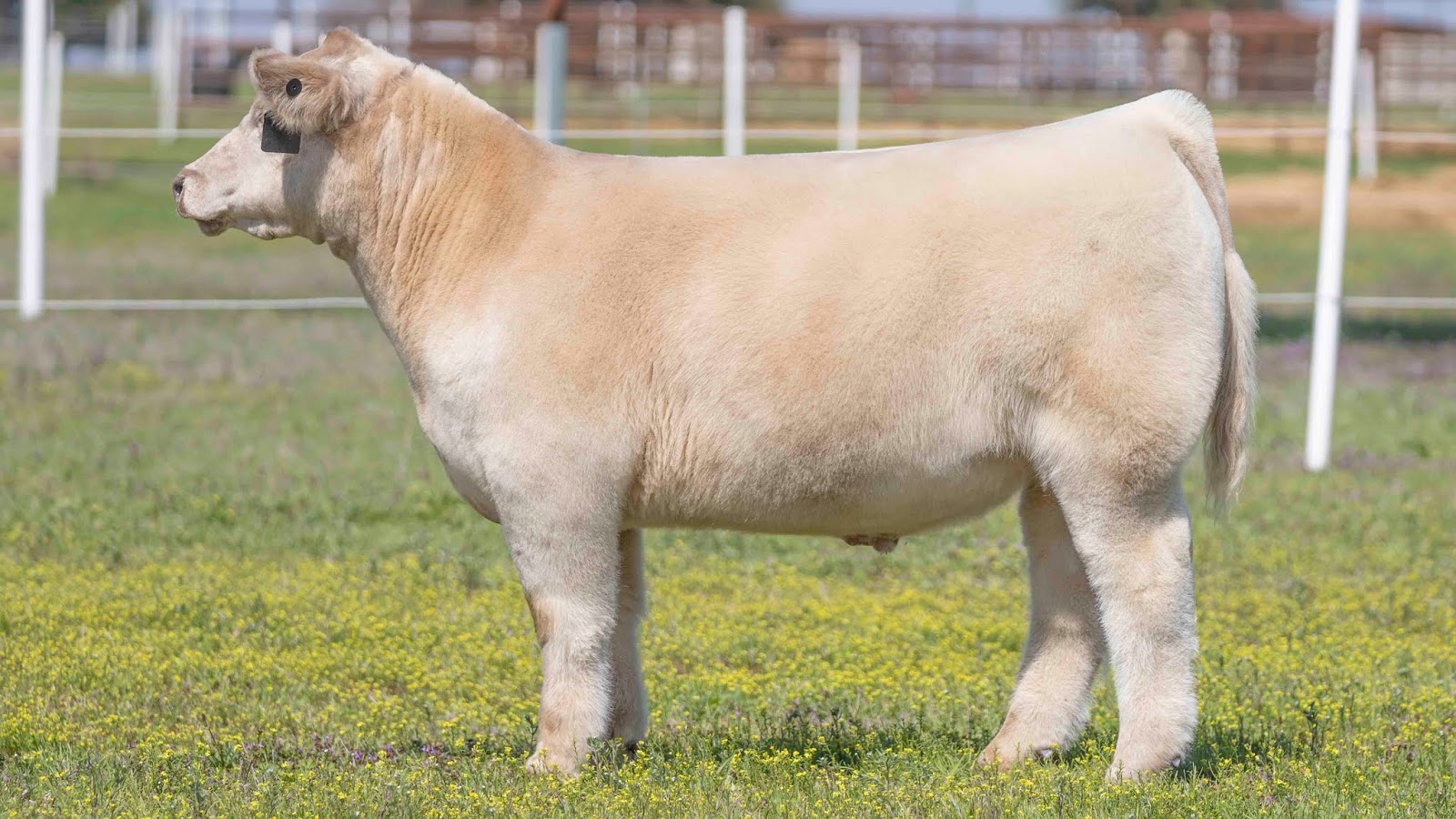RCC Blog Goretska Show Steers FallBorn Steer Sale is Impressive!!
