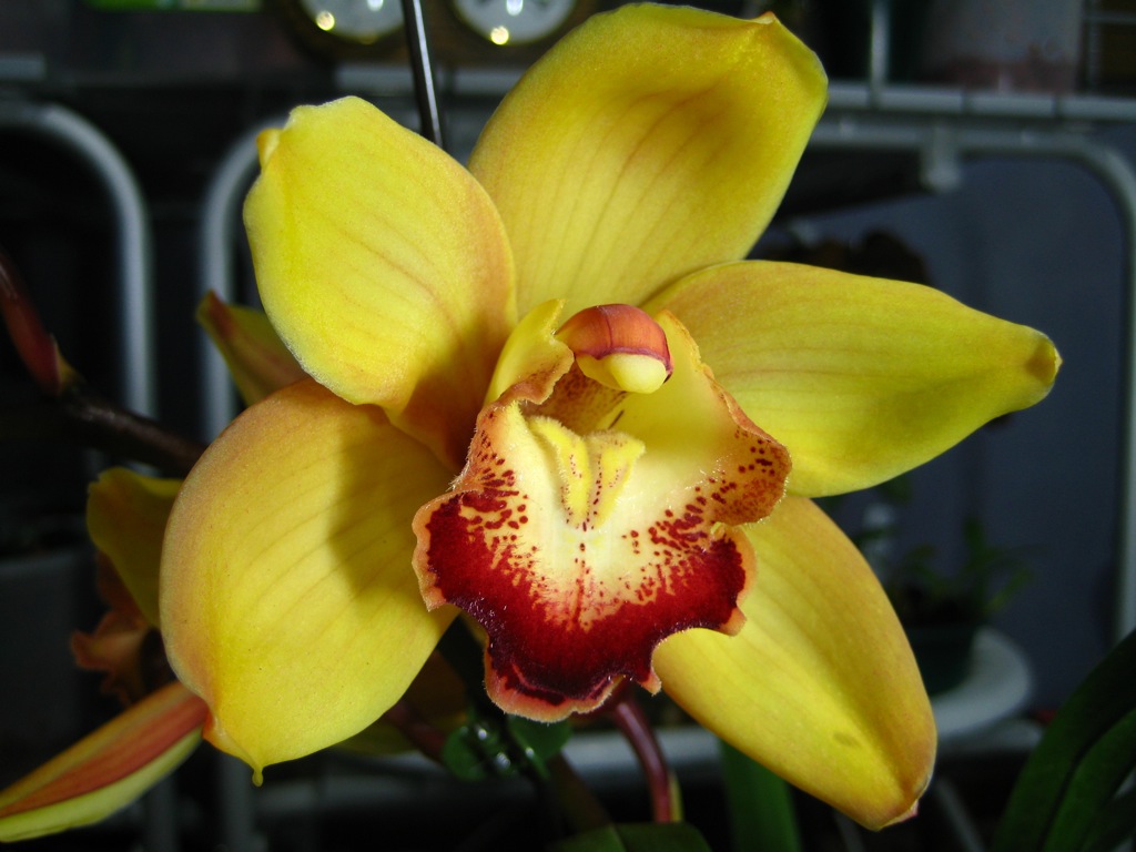 Flower Picture: Orchids # 1