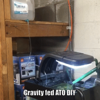 freshwater aquarium care basics