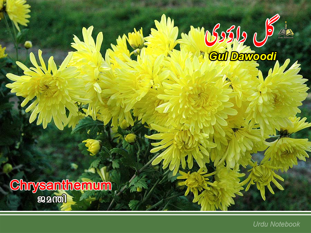 urdunotebook Flower Urdu Wallpaper