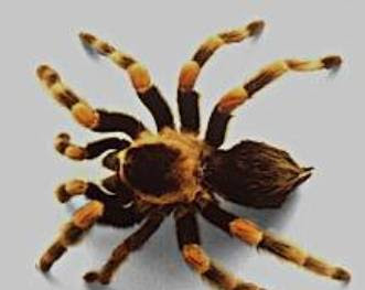 Animaliitos Clasificacion De Los Animales Invertebrados