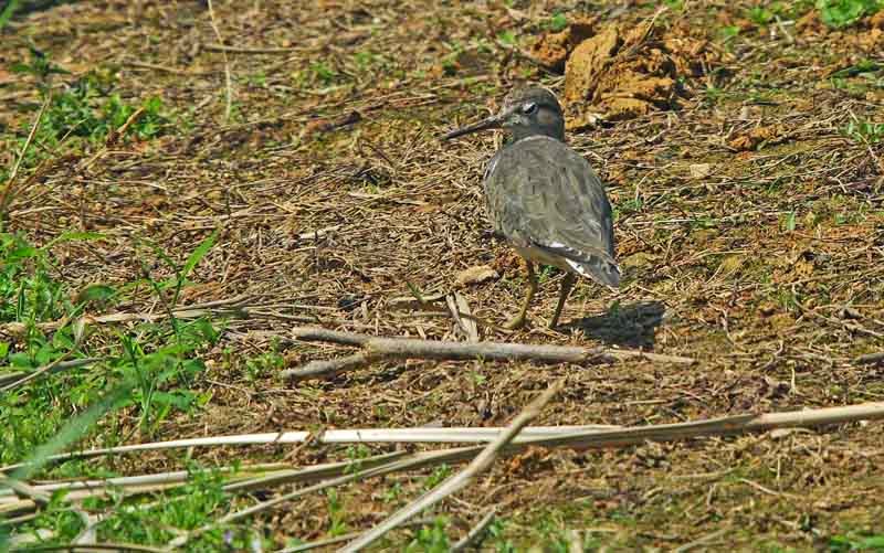 bird,Sandpiper,winking