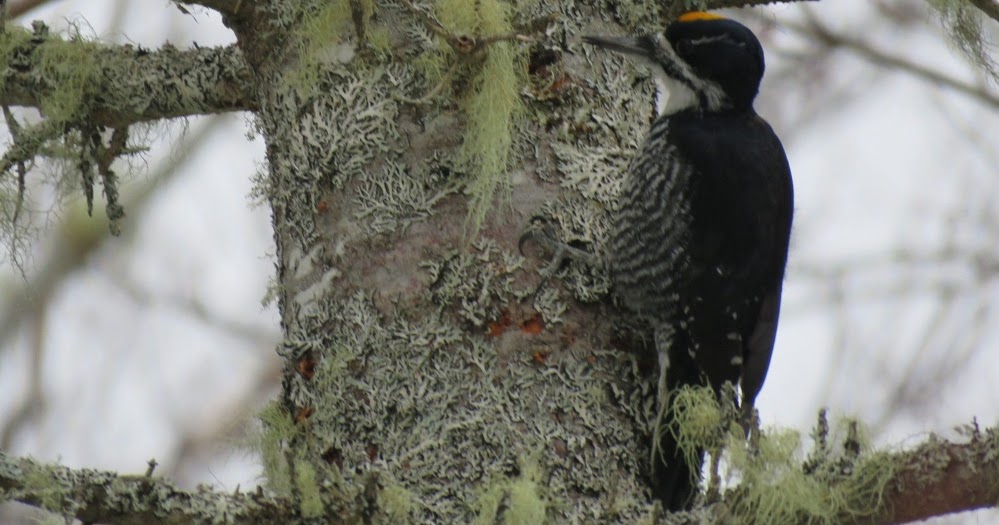 BLACK-BACKED WOODPECKER