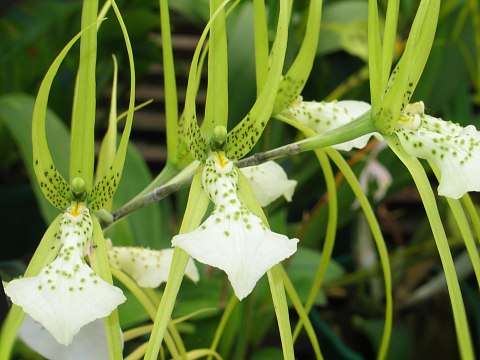 Paixão por orquídeas - Meu orquidário: Tudo que você precisa saber sobre a  Brassia - A Orquídea Aranha Parte II