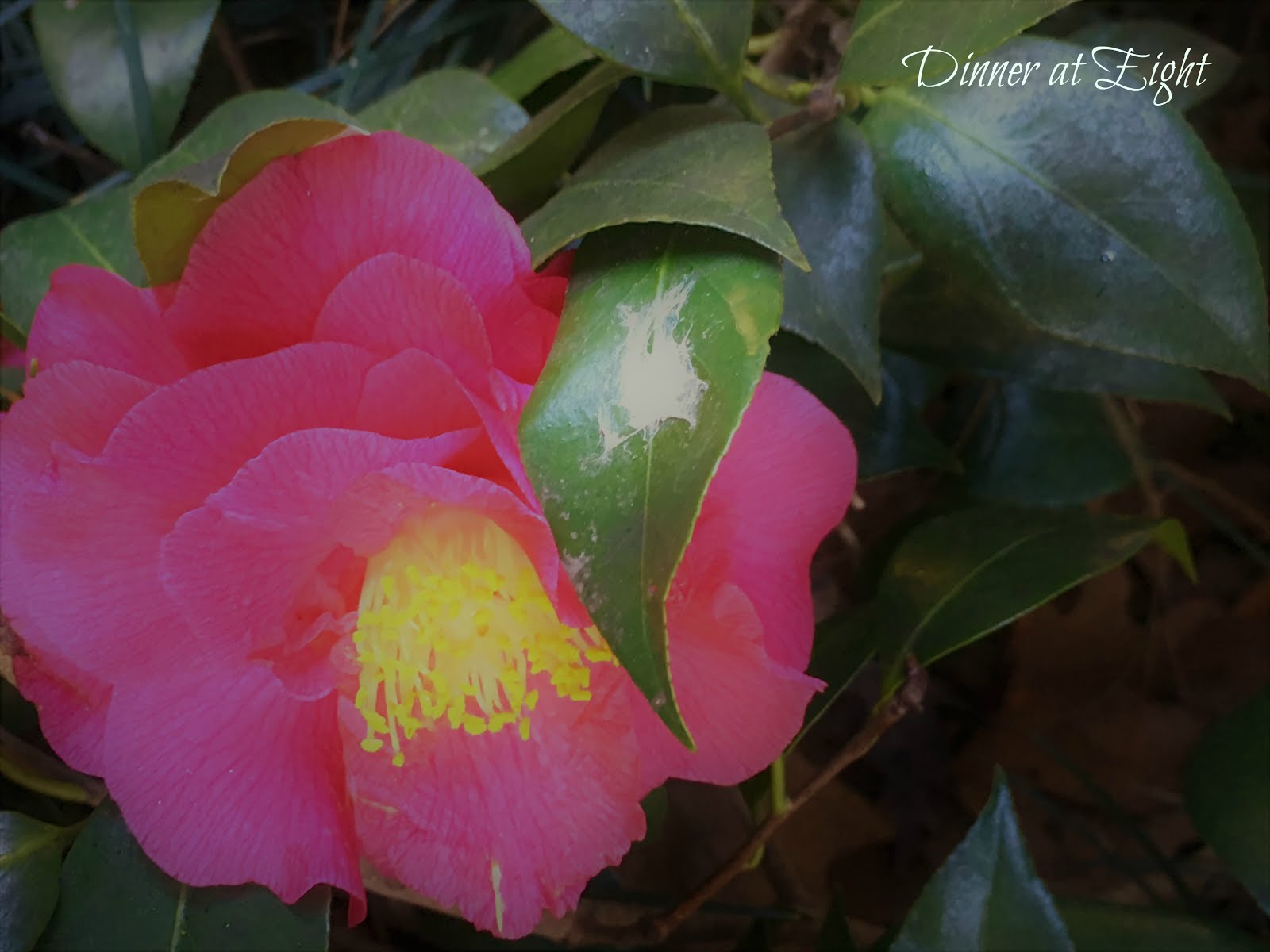 From The Garden Of Zen A Sazanka Camellia Sasanqua Flower In