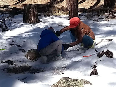 Flagstaff Costco: Making snow man