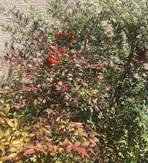 Nandina domestica Nandina domestica