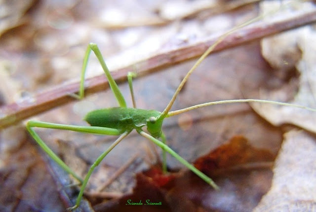 Cavalletta verde tra le foglie