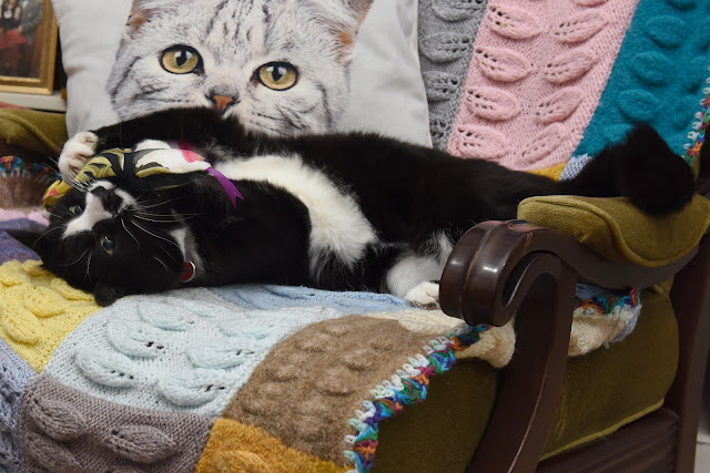 catnip, catnip toy, cat, black and white cat