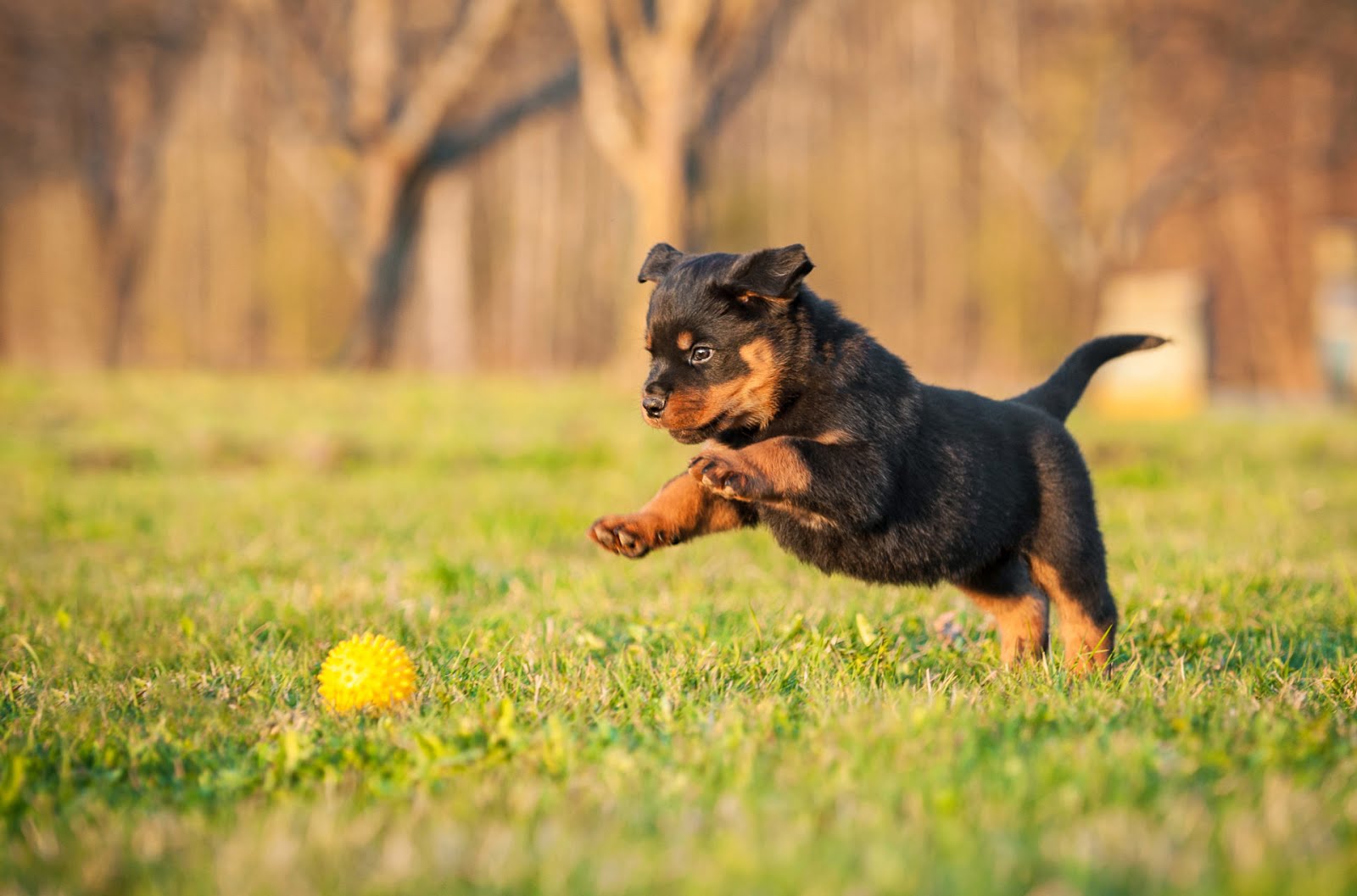 Rottweiler (Rotvaydır) Köpek Irkları