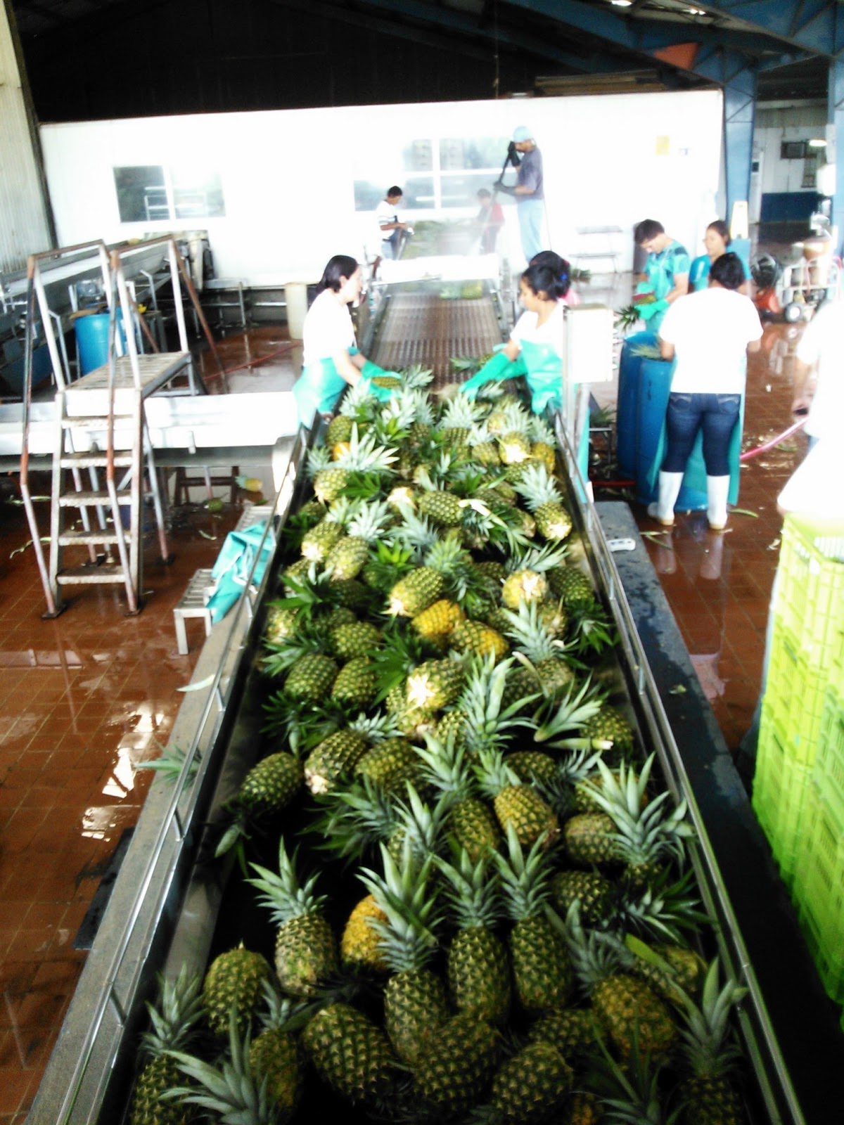 Costa Rica EARTH Unversity Corsicana Pineapple Farm!