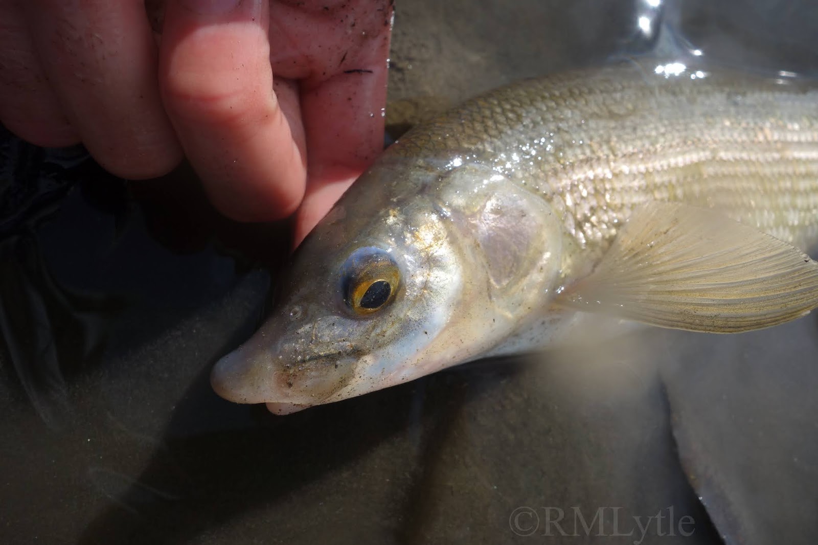 Connecticut Fly Angler Species Profile Mountain Whitefish